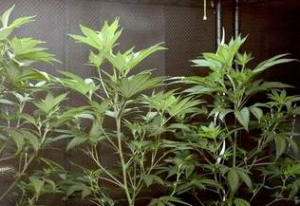 A lawyer on Thursday said his clients are registered medical marijuana providers targeted by "rogue" federal agent. DEA agents this week arrested several people in and around the city that they described as pot growers.